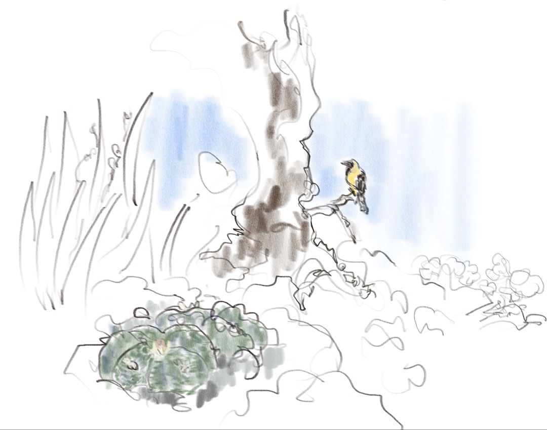 Loose ink and pencil sketch of a small yellow bird perched on a tree branch with grasses in the foreground